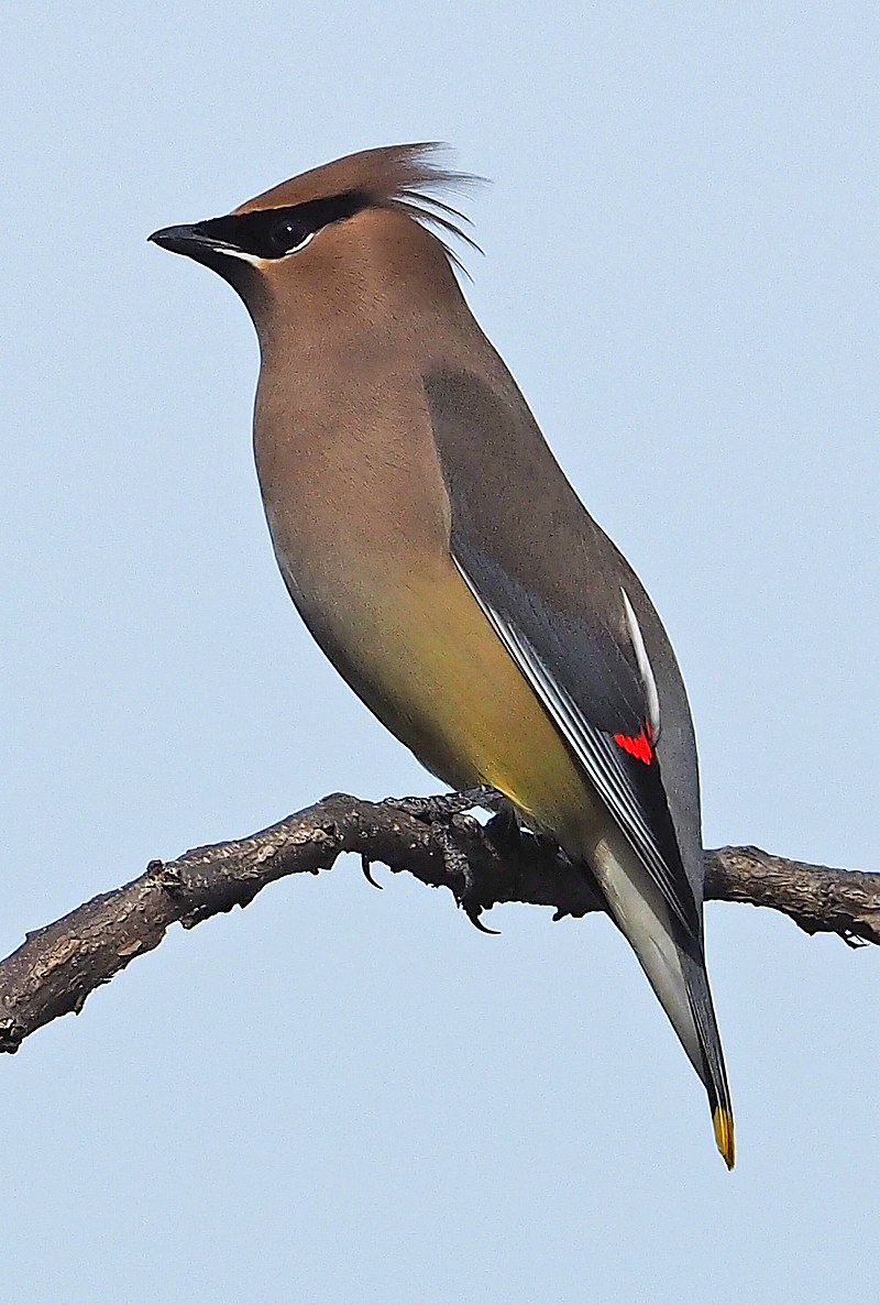 I may have, in the past, given y'all shit,But we have you to thank for Sharice Davids coming into the House of Representatives.And that deserves a favor.So, while I can't give you Wyoming's bird, I CAN do you a solid, with the Cedar Waxwing.  #StayAtHomeSafari