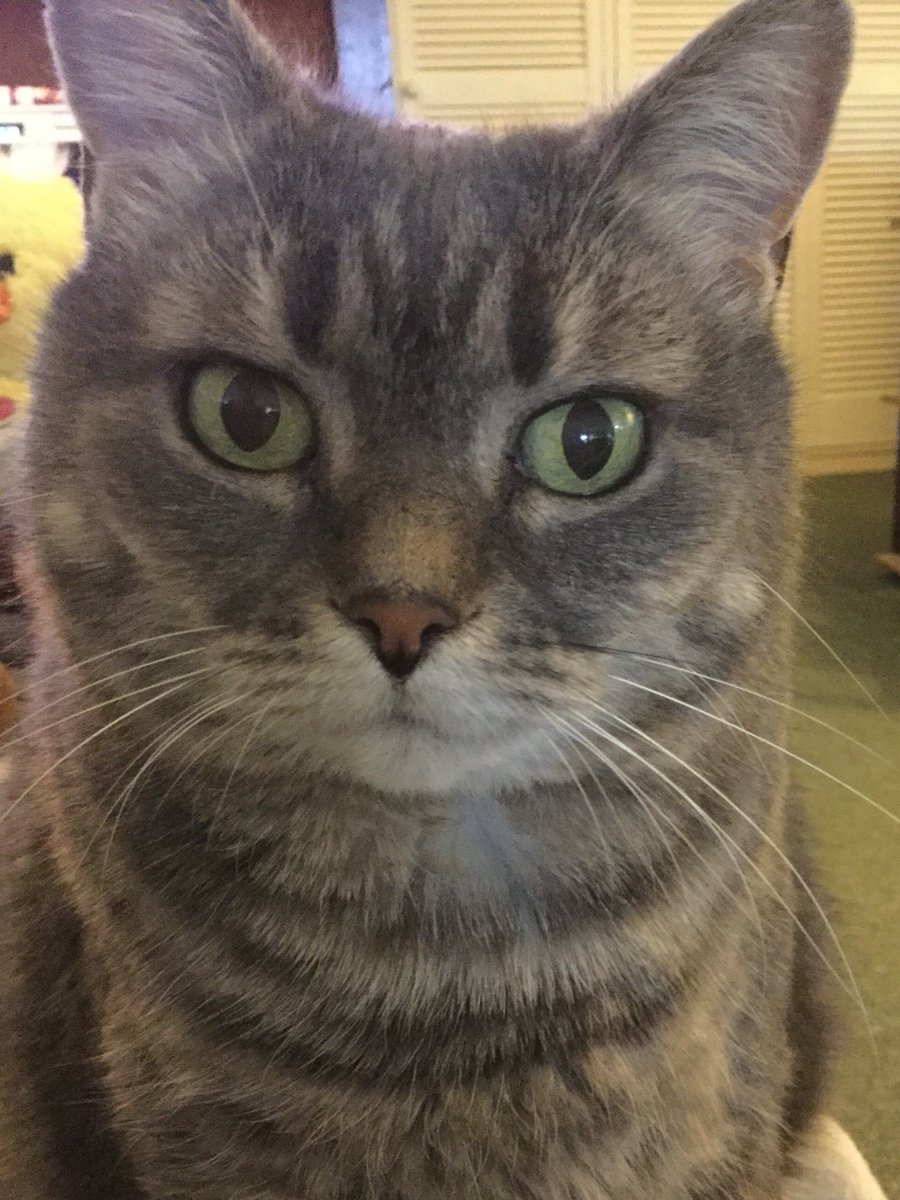 QldTossie's tweet photo. Our beloved Tossie went OTRB today, we are all devastated and will leave this site here in her memory #Tabby #TabbyTroop #catsofinstagram #catsontwitter #catsoftwitter https://t.co/NemPaOgajK