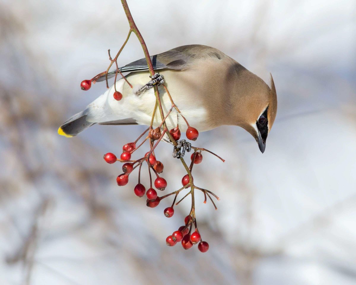 I know how much you love (have been forced by billionaire-funded agribusiness into growing) corn, wheat, sorgum and soybeans. You're our most productive state. Our breadbasket.The Cedar Waxwing doesn't touch -any- of that shit. Cedar and Juniper berries. Bugs.  #StayAtHomeSafari