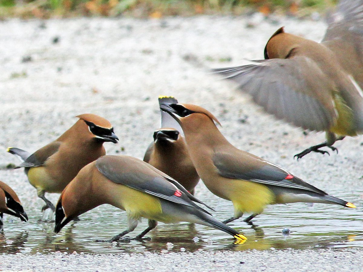 I know how much you love (have been forced by billionaire-funded agribusiness into growing) corn, wheat, sorgum and soybeans. You're our most productive state. Our breadbasket.The Cedar Waxwing doesn't touch -any- of that shit. Cedar and Juniper berries. Bugs.  #StayAtHomeSafari