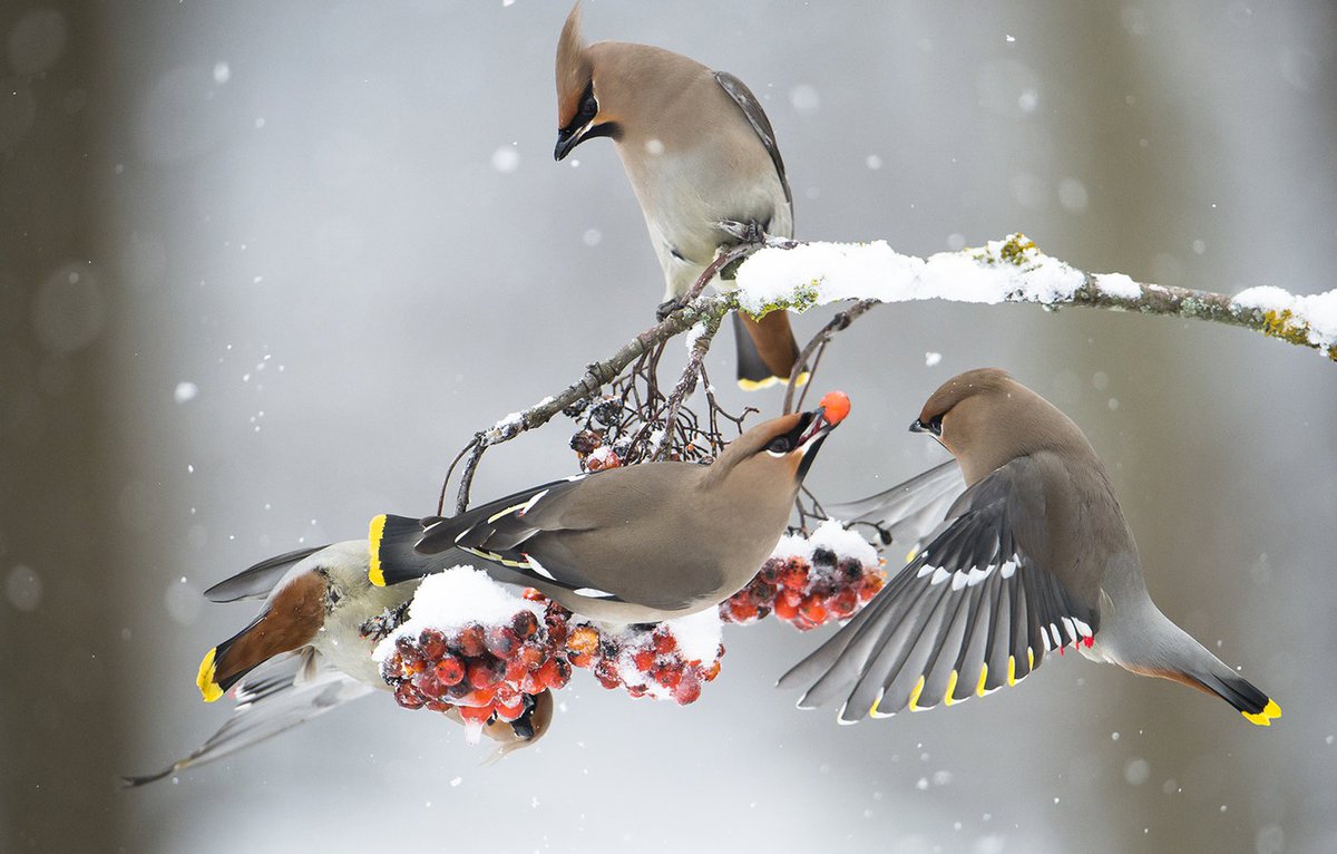 I know how much you love (have been forced by billionaire-funded agribusiness into growing) corn, wheat, sorgum and soybeans. You're our most productive state. Our breadbasket.The Cedar Waxwing doesn't touch -any- of that shit. Cedar and Juniper berries. Bugs.  #StayAtHomeSafari