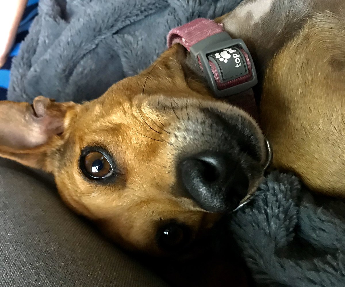 ReneeCostarella's tweet photo. #petsofausd “Is it time for a walk?” https://t.co/XGX7DelnFw