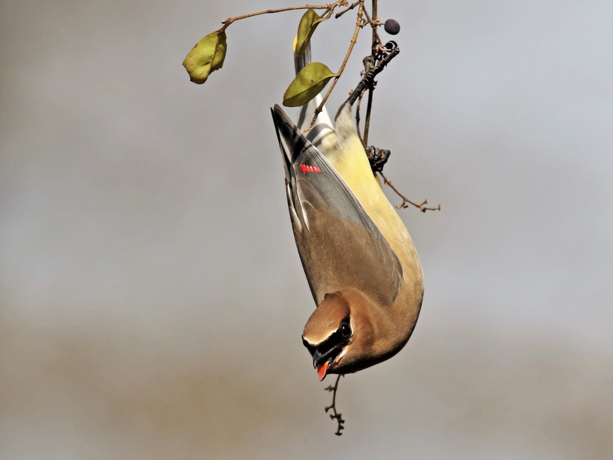 How the fuck do you make Brown glamorous?The Waxwing knows. #StayAtHomeSafari