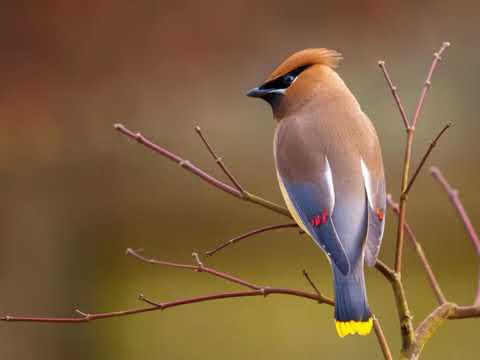 How the fuck do you make Brown glamorous?The Waxwing knows. #StayAtHomeSafari