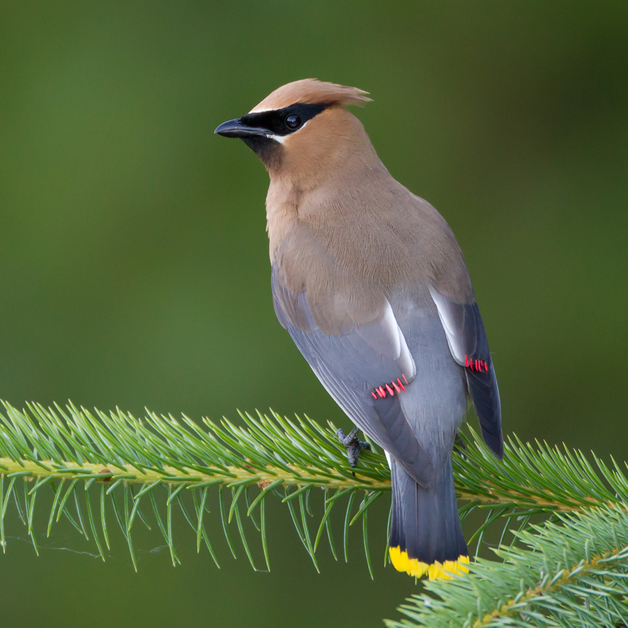 How the fuck do you make Brown glamorous?The Waxwing knows. #StayAtHomeSafari