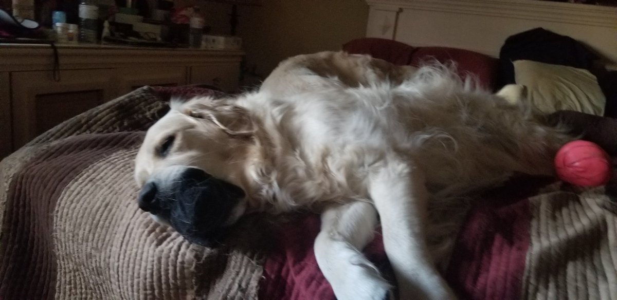 #ringerleader daisy the sock thief.  Trained Otis well <a href="/rottenroxygirl/">Roxy’s Mom</a> <a href="/StuartPetSupply/">Stuart Pet Supply Co.</a> <a href="/quadzrus/">Mandy Scarr & Nick</a> <a href="/glenogden1/">glen ogden</a> <a href="/deroche080/">Amy Wiegel (Deroche)</a> <a href="/WendyJEmerson/">wendy emerson</a> <a href="/emsquaredd_/">Emily Emerson</a> <a href="/WendyJEmerson/">wendy emerson</a>