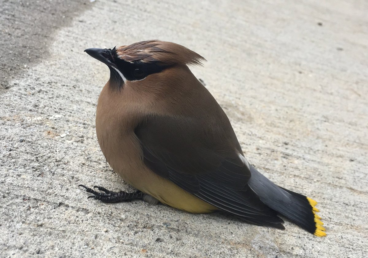 And ya'll.I've known a few people from Kansas.The only ones I knew who were Sober were part of a program.And the Waxwing? Gets drunk as fuck. There's a SEASON for it.I have sat on a sidewalk EXACTLY like this.  #StayAtHomeSafari https://www.pawmanefin.com/Tipsy_Birds_Kept_Safe_in_Tiny_Drunk_Tanks