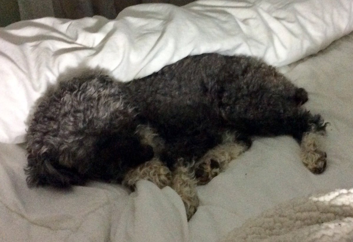 2HousePanthers's tweet photo. Day 31: Paw pillow
my paw is my pillow #dogsoftwitter #PhotoChallenge2020March @Violet_theNewfy https://t.co/EyEX0q35QB