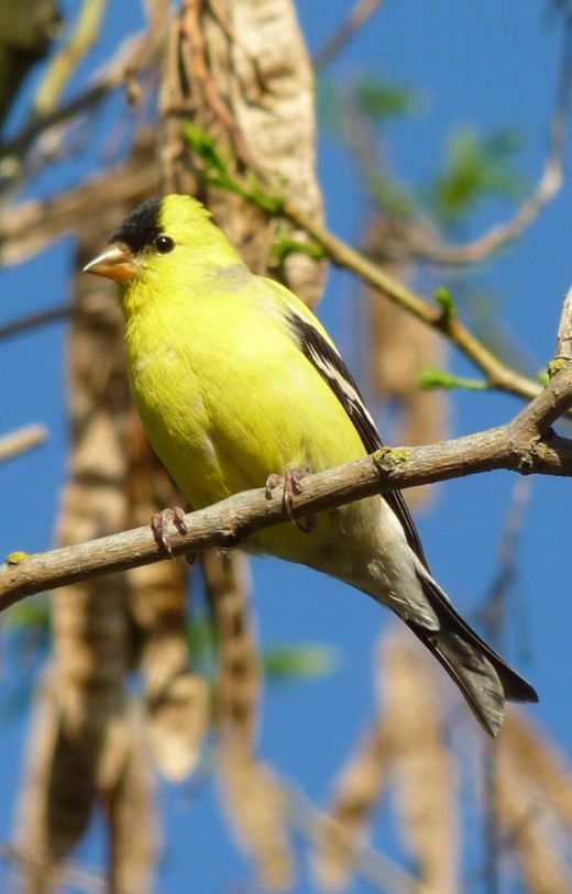 Iowa,You don't get the Goldfinch.You gave us Steve King.You gave us Chuck Grassley.You manage the Iowa caucuses.I have had to road trip across you.I shall not be kind. #StayAtHomeSafari