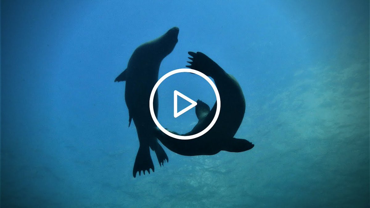 _liveaboards_'s tweet photo. Who want to play with the Sea Lions in the Sea of Cortez 🥰

Join with Rocio Del Mar liveaboard for your next holiday and enjoy a moment diving with playful sea lions! What a great experience this would be.

Video credit by @rrociodelmarliveaboard

🌐 https://t.co/6XzK6hkO3H https://t.co/DalRoJcYuH