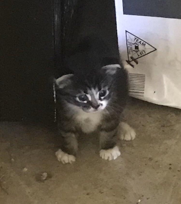 Help us name our kitten! Should he be a Jean-Ralphio or Johnny Rose? #ParksAndRec vs #SchittsCreek