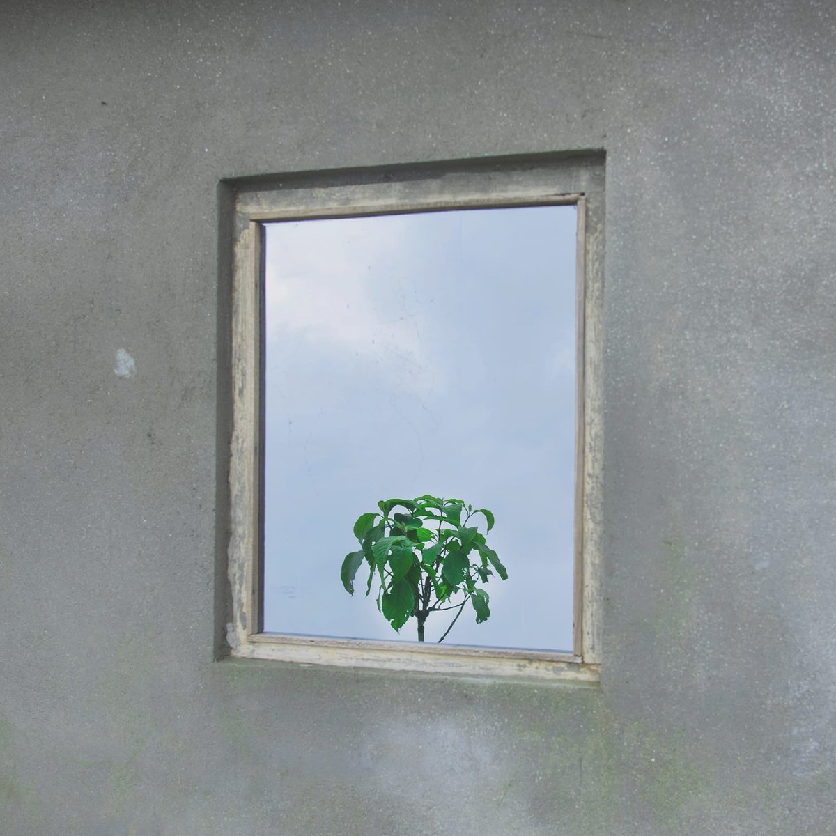 Paro_sees's tweet photo. Self-isolation 
#Myhomequarantinedays #staysafe #StayAtHome #makeart https://t.co/cozG3IYwVV