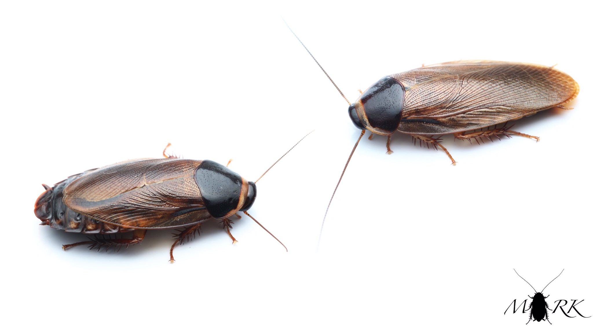 まーく リュウキュウゴキブリ Pycnoscelus Indicus Laowa60mm初白バック T Co Dvbdrkuzy4 Twitter