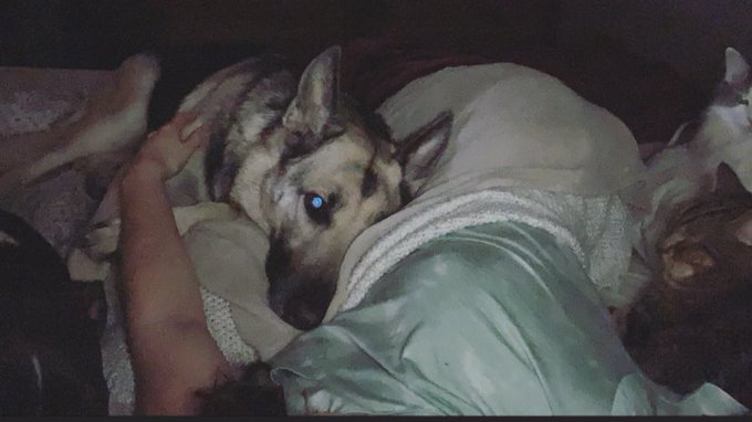 Pulling myself out of bed &amp; away from some of my furry sweet babies to get online. I&rsquo;ve been a little