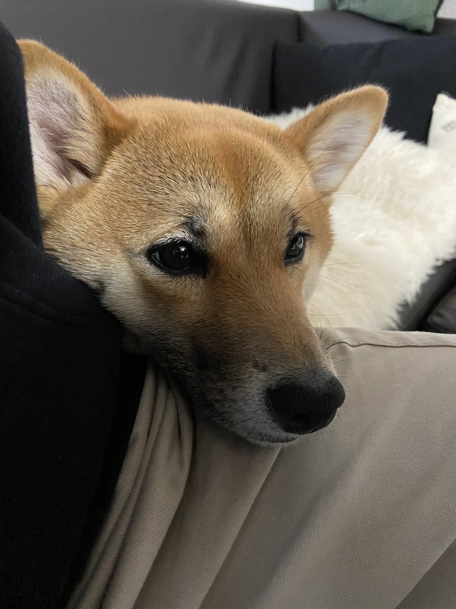 甘えてくる 甘えてくる