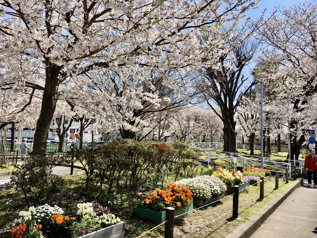 横須賀のオジサン Twitterren 満開の桜 今日の出先の近く 横須賀根岸の交通公園 桜並木が満開 シートを広げる人もなく たまに響くのは子供達の歓声 皆が静かに散策していた 青空に映えた桜の花は素晴らしかった
