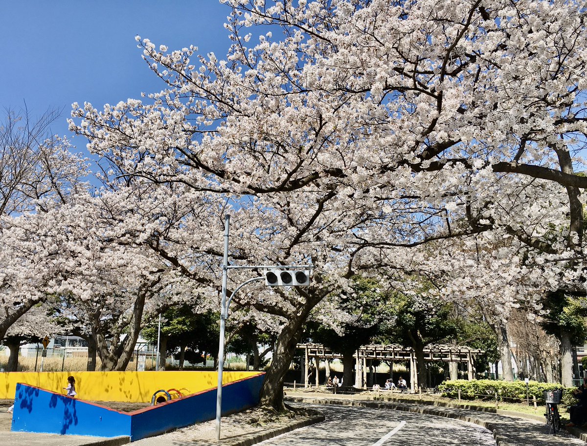 横須賀のオジサン Twitterren 満開の桜 今日の出先の近く 横須賀根岸の交通公園 桜並木が満開 シートを広げる人もなく たまに響くのは子供達の歓声 皆が静かに散策していた 青空に映えた桜の花は素晴らしかった