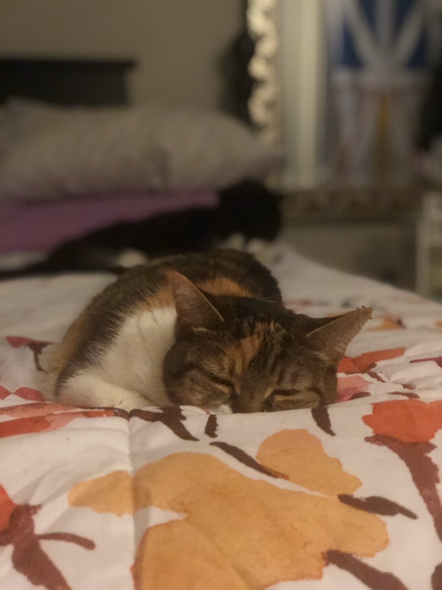 tens_reptiles's tweet image. Is anyone else’s phone just full of a bajillion animal pictures 😂🐱 #CatsOfTwitter #needmorememory