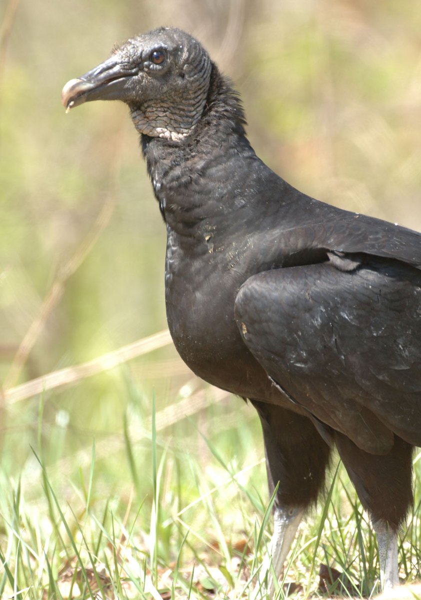 Indiana, you get the Black Vulture.Because if you're going to keep killing your own citizens with your policies, from suicide or HIV or police violence or just plain negligence,Someone's going to have to clean it up. #StayAtHomeSafari