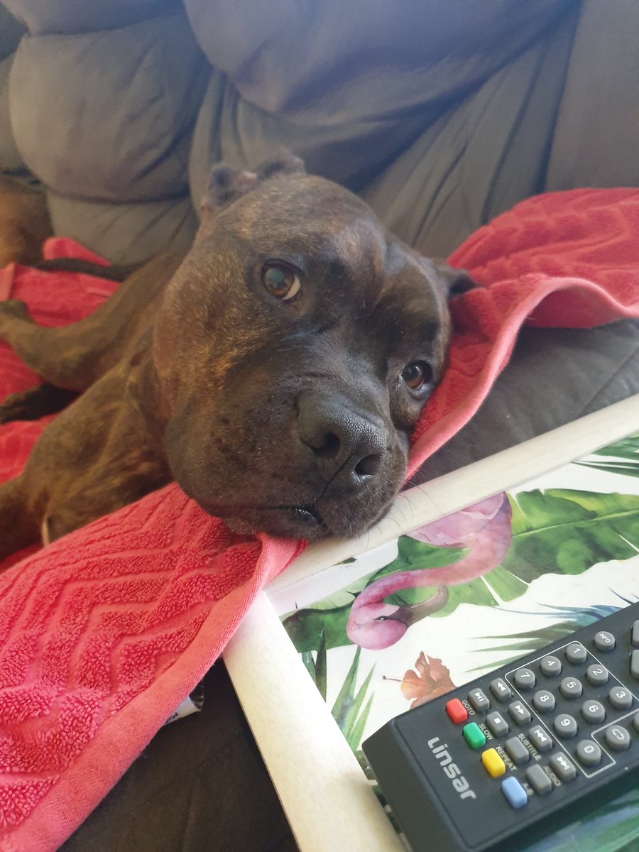 MeganCanningsDesigns tweet media