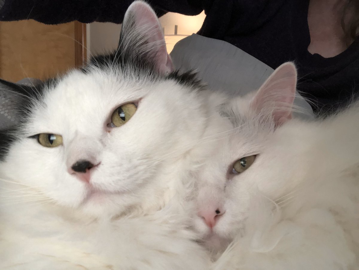 ceceandpearl1's tweet image. Mom, when are you going back to work? 🙄

#pleasego #CatsOfTwitter #QuarantineCats #EnoughIsEnough