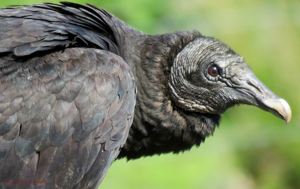 So, the new state bird of Indiana:The Black Vulture.Holding a ribbon, with the new motto!"Soon." #StayAtHomeSafari