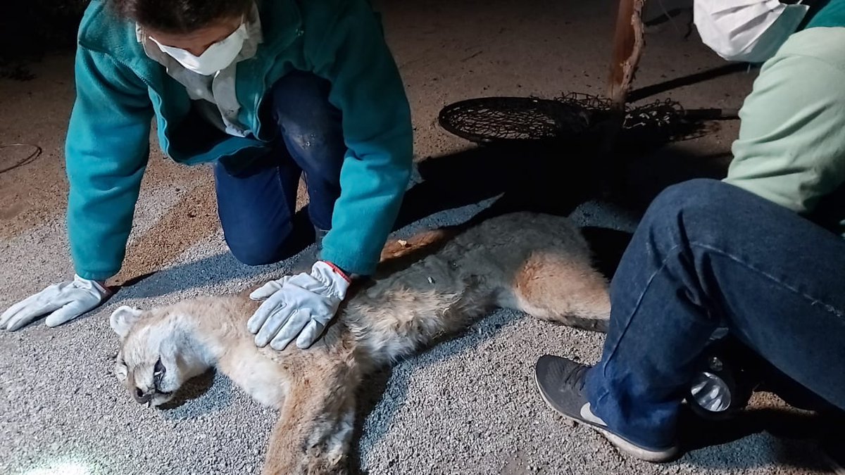 Junto al <a href="/sagchile/">SAG</a> logramos rescatar esta noche a la puma que fue avistada en Chicureo. Ahora será trasladada al Centro de Rehabilitación de Fauna Silvestre del Zoo Nacional para realizarle una evaluación médica. Les contaremos más detalles.