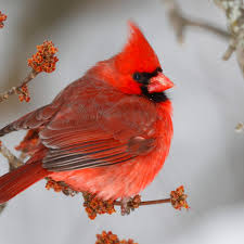 Know what else is hard? Picking a bird that can represent all of Illinois.You're not getting the Cardinal, obviously, but you need something suitably wild... but that doesn't leave out the nonsense that is Chicago.Which means it has to be a swamp bird. #StayAtHomeSafari