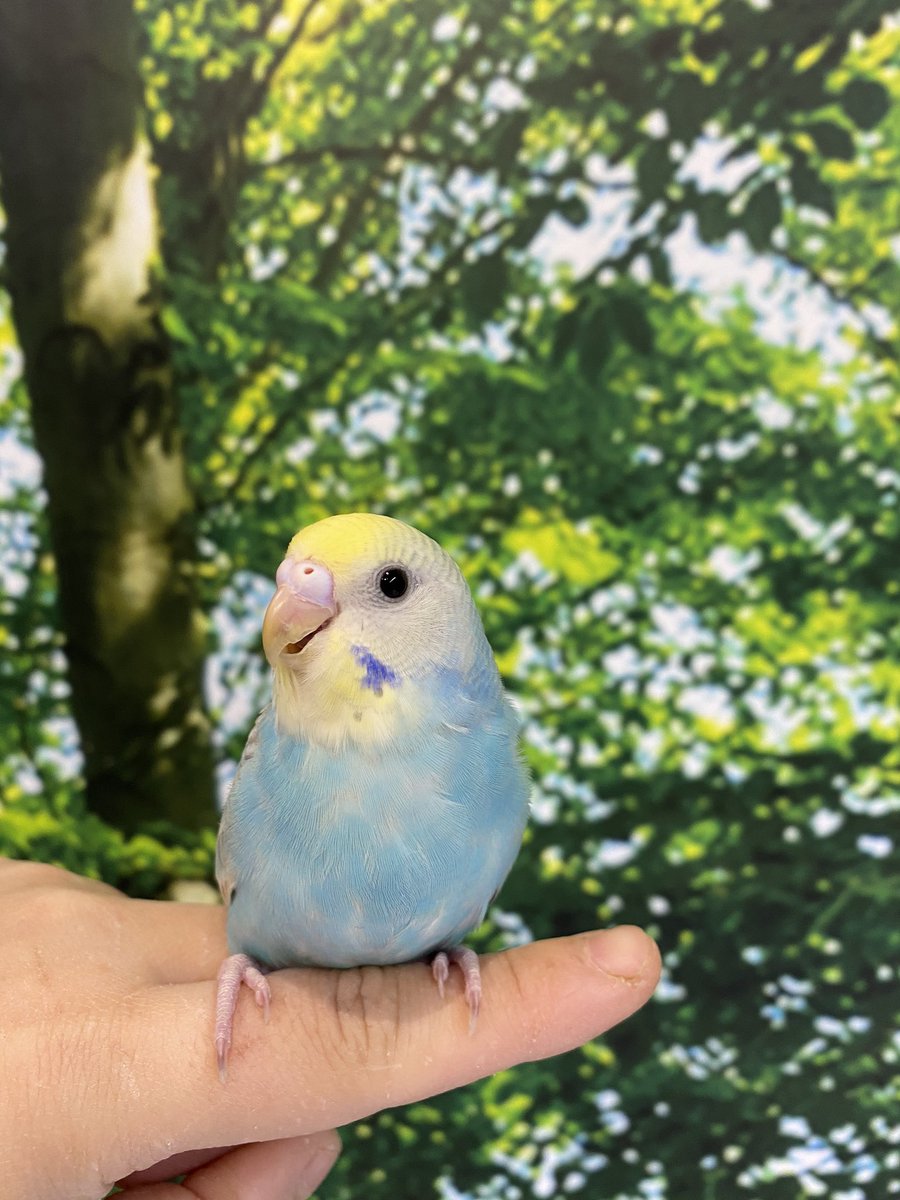 セキセイインコレインボー セキセイインコレインボー