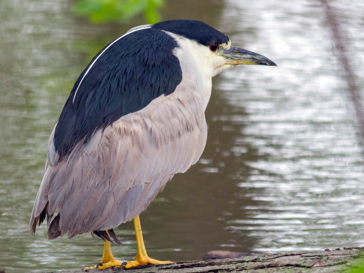 For you, Illinois, I'm going to perform a Magic Trick.I present your new state bird:The Black-Crowned Night Heron. #StayAtHomeSafari