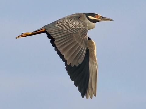 For you, Illinois, I'm going to perform a Magic Trick.I present your new state bird:The Black-Crowned Night Heron. #StayAtHomeSafari