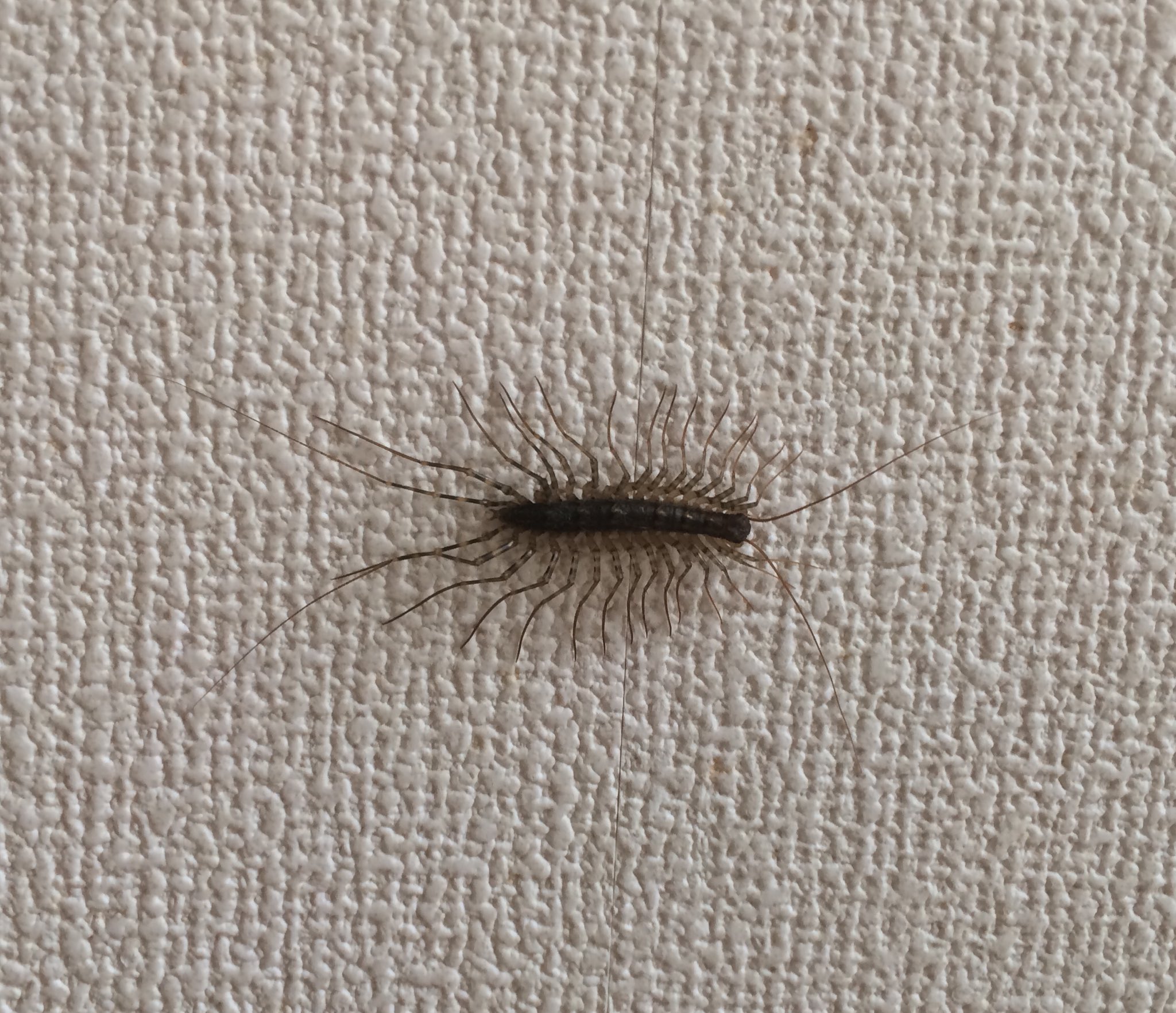 レチノイン酸とr 1 うがぁ 部屋に おゲジゲジがぁああ 一応 ティッシュにて柔らかく包み お外にご退出頂きました 逃げたらどうしようかと思った ゲジゲジ T Co 8124bbag6h Twitter