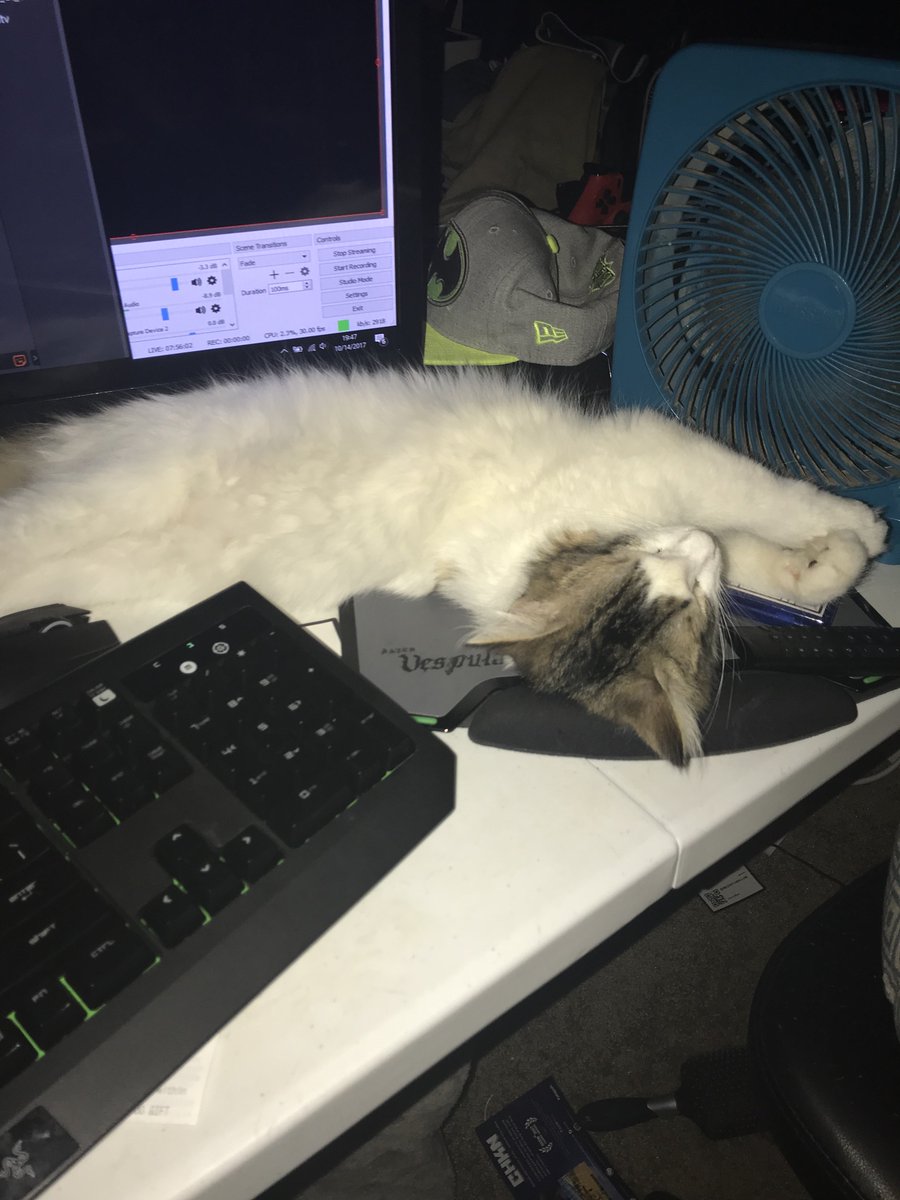 TinymiteGaming's tweet photo. I am currently live with some chill time! Until you get to the channel here is a cute cat picture! https://t.co/SGRmq07bsa