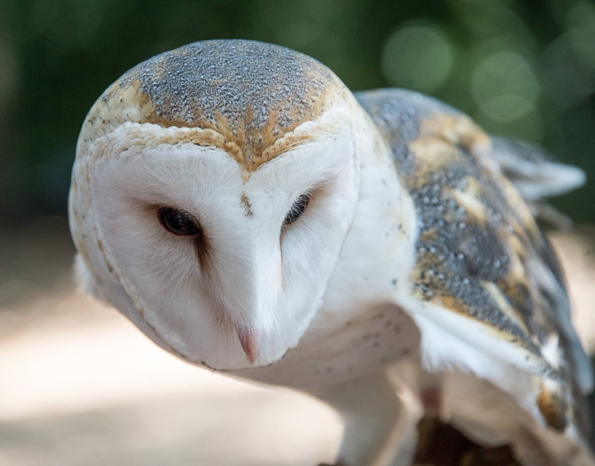 So here's how it works - queer folks from Idaho? YOU get a state bird.Graceful.Lethal.With an eye game that's on point.And you /will/ be fucking heard.  #StayAtHomeSafari