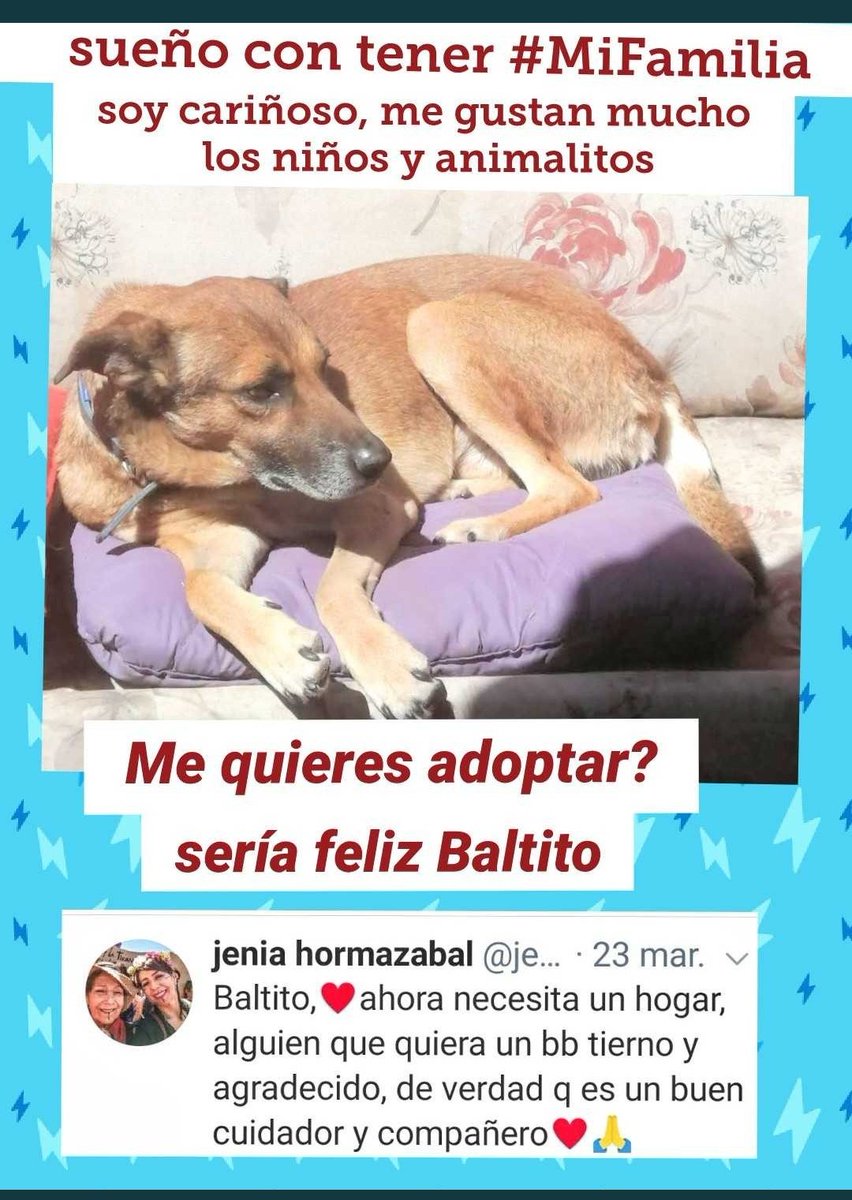 loreto1110's tweet photo. @jenianino @XimenaAG70 @MADMAXTHUNDER3 @valeib_a @BaettigGloria @Sandra_Barrales @ZitaTarot @RefugioCaridad @Juandividy @EAlbasetti Hola tios cómo estan?Yo bien. #Sueño todos los días #conTener #MiFamilia.Saben?Soy obediente,me gustan los niñitos y los gatitos me gusta jugar con ellos,Soy regalón,muy regalón,quiero entregar amor y que me quieran mucho.#MeAdoptas? Seremos muy felices🐾💓 Palabra de #Baltito https://t.co/dcQIXcafXc
