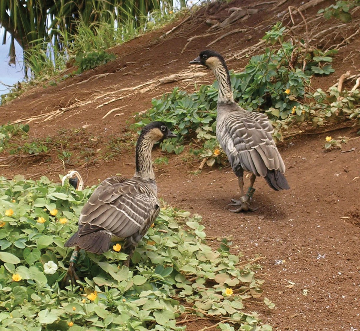 Hawaii:The Nene (Hawaiian Goose).You know what? Yes. I would have picked something brighter, but you know what the fuck you're doing.Godspeed with your dire honkbeast.  #StayAtHomeSafari