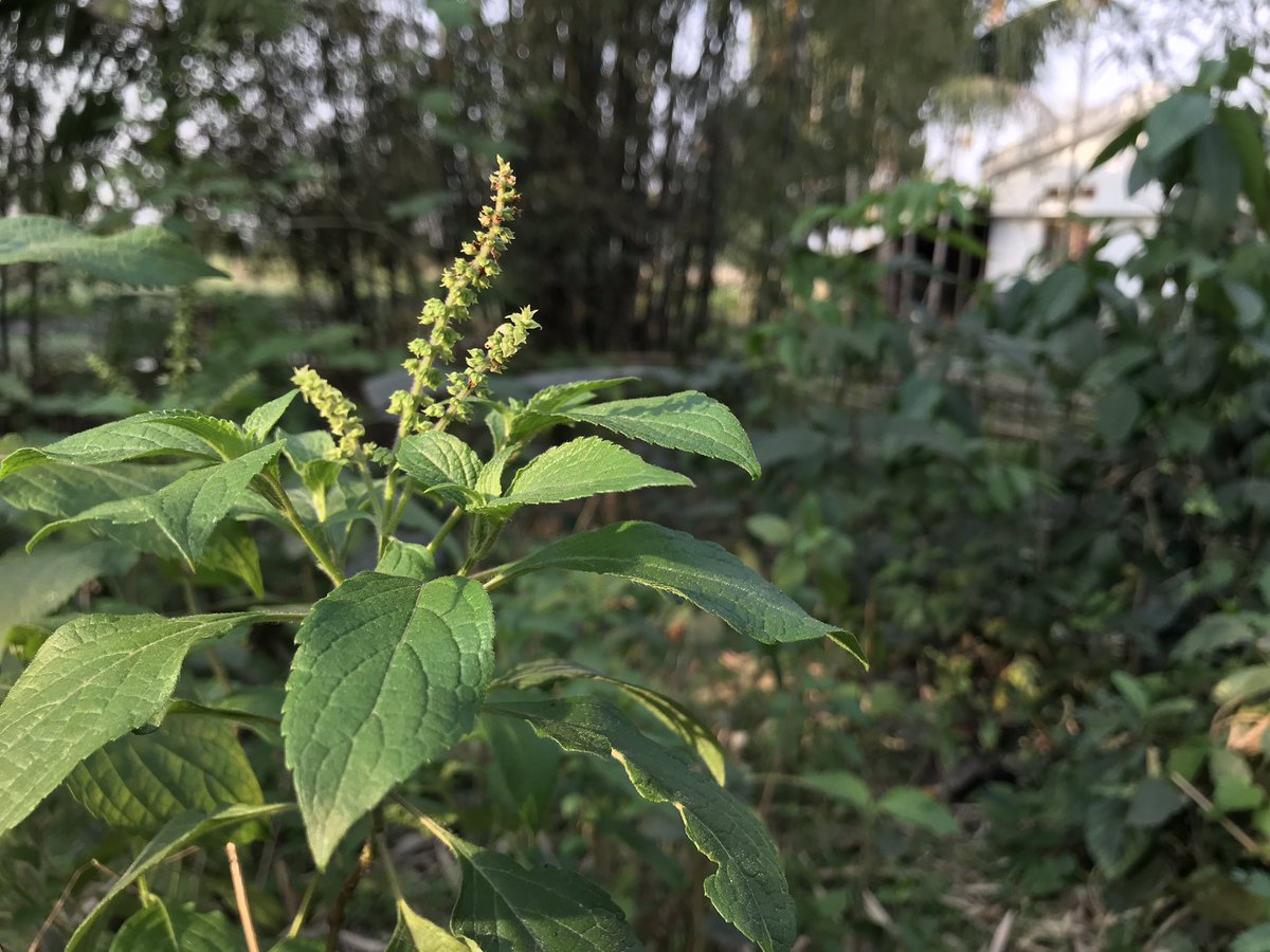 navinoday's tweet photo. Ocimum Gratissimum commonly known as #RamTulsi claimed to be effective remedies for the Severe Acute Respiratory Syndrome #SARS According to the reports published in the year 2003

Have a Try ! #Covid19 #SARSCoV19 https://t.co/AU3qOzFkb2