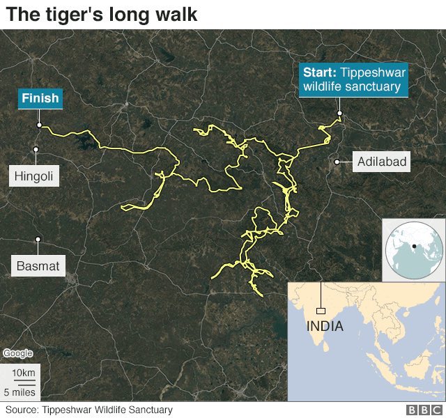 You remember that tiger walking in record books about which I keep sharing. He has now covered 3000 Kms & just don’t want to stop. Till he gets a suitable mate. Crossing canals, roads, fields & no conflict. While we are in lockdown he is seting new life goals. Monitored.