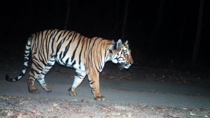 You remember that tiger walking in record books about which I keep sharing. He has now covered 3000 Kms & just don’t want to stop. Till he gets a suitable mate. Crossing canals, roads, fields & no conflict. While we are in lockdown he is seting new life goals. Monitored.