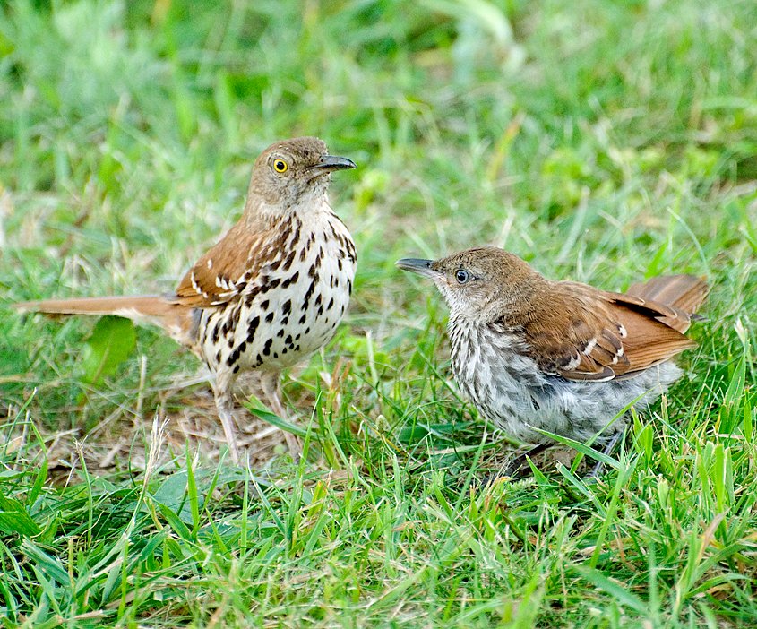 Last one I'll do tonight - Georgia.You've got a suitably metal bird, don't get me wrong, with the Brown Thrasher.Until you learn that "Thrashing" is just turning over leaves with their beaks to look for food.They're... okay, I guess. But State Bird?  #StayAtHomeSafari