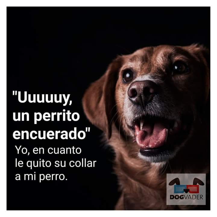 PuppifyM's tweet photo. https://t.co/c6HpRz7ciD