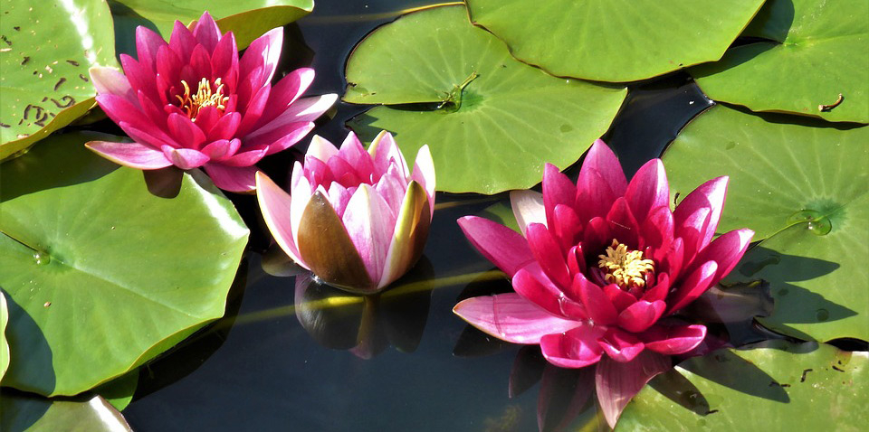 ccebudistes's tweet photo. " Quan m'aixeco al matí somric. Prometo viure aquest dia des de la plena consciència i mirar les persones amb els ulls de la compassió. "
Thich Nhat Hanh
https://t.co/GAunEHTBpo
#interser #tnh #confinament #online #meditacio #consciencia #compassio #budisme #ThichNahtHahn #pau https://t.co/FTveNOkOXR