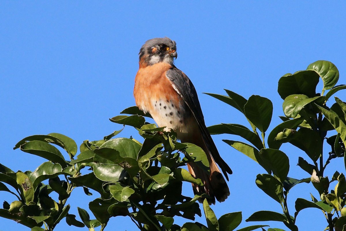 What you need is a badass. Y'all like Falcons - so how about the Kestrel.Small, but fucking fierce. Dive bombs its prey. Can take on birds twice their own weight. It can hover in place, which is amazing. #StayAtHomeSafari