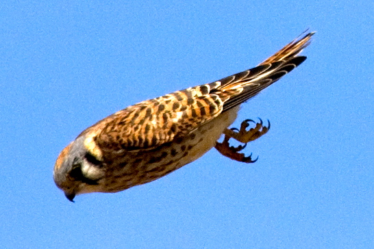 What you need is a badass. Y'all like Falcons - so how about the Kestrel.Small, but fucking fierce. Dive bombs its prey. Can take on birds twice their own weight. It can hover in place, which is amazing. #StayAtHomeSafari