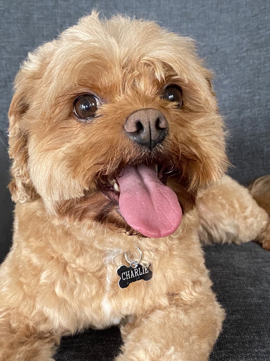 suedeandean's tweet photo. #therapy dog #on loan #utspets https://t.co/UxH795l423