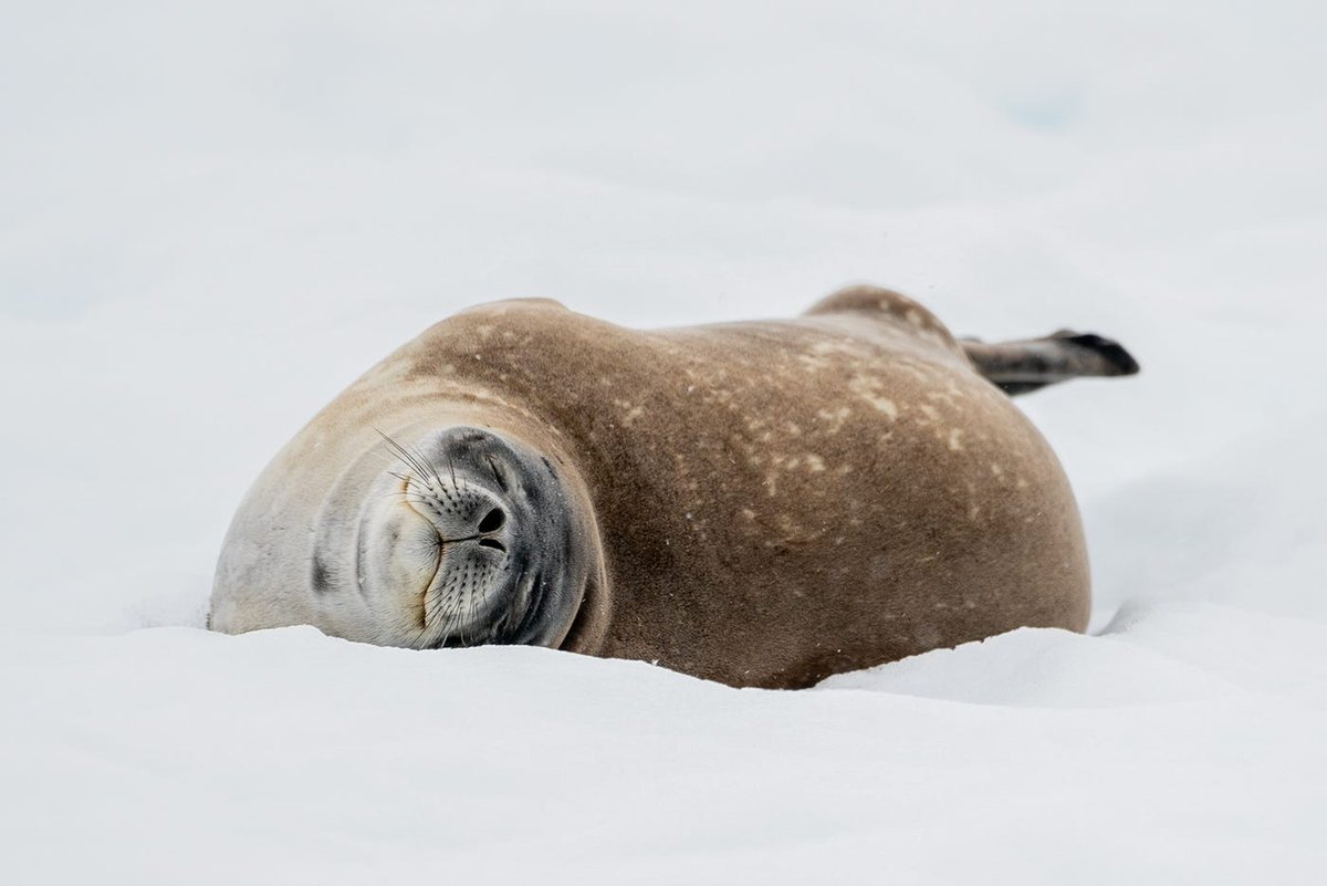 FaicDanish's tweet photo. "Come snuggle" by Polina R.
#GoodMorning
#MorningGlory #naturephotography #naturelovers #naturepulse #photographers #photography #animalsanctuary #animalsareamazing #natureishealing #nature #animals #wildlife #wildearth #photographer #photo #PhotoOfTheDay #thursdaymorning https://t.co/tq8WTEVTnd