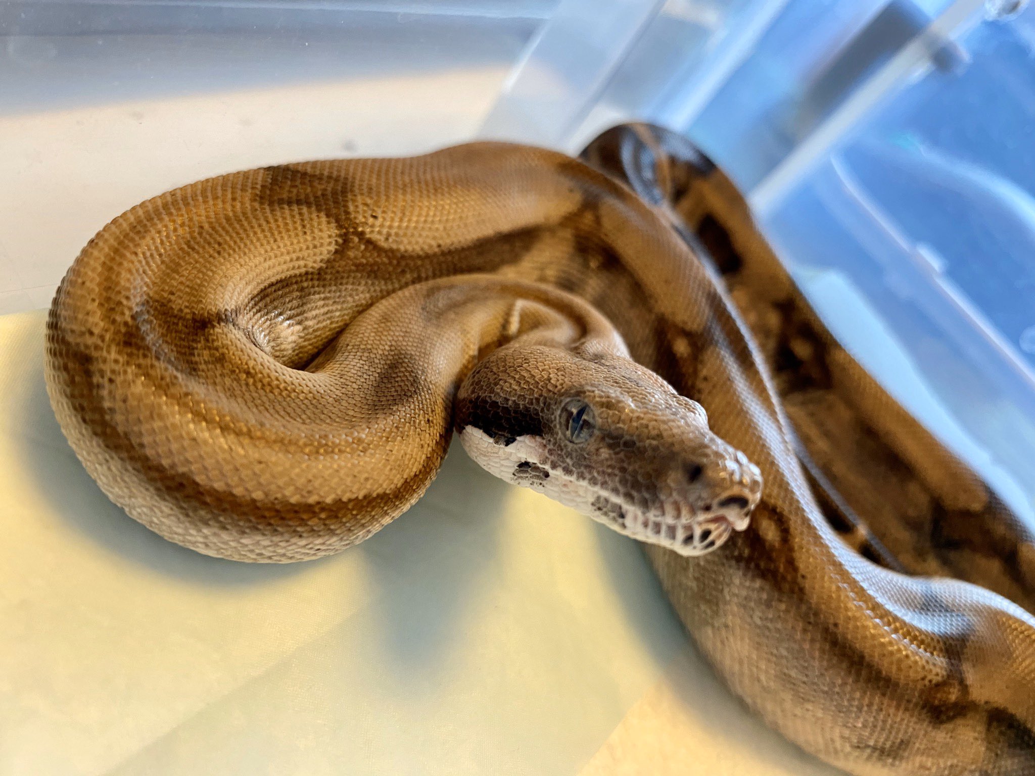Ven Ven 念願のボアコンストリクターの飼育を開始しました 爬虫類 ボアコンストリクター 特定動物 Ven Ven 念願のボアコンストリクターの飼育を開始しました 爬虫類 ボアコンストリクター 特定動物