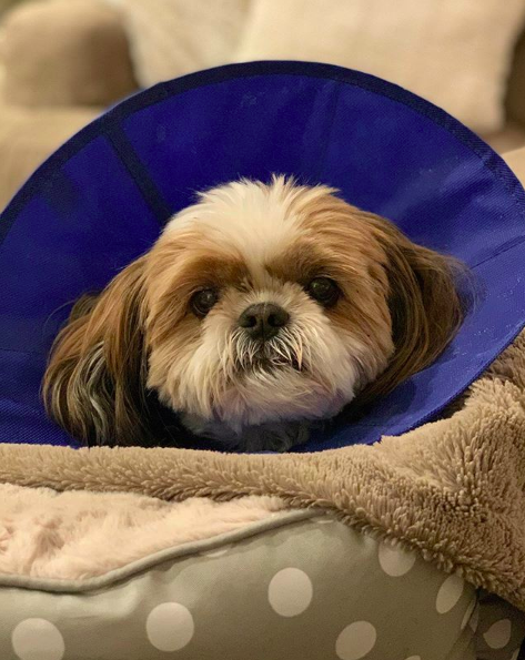 forbabs4pets's tweet photo. Our sweet Sophie girl almost had to have surgery to remove 4 tampons she ate 😭 but she passed them all! No surgery  Does anyone else have to watch their pups and get covered trash cans?! https://t.co/gg0N8MOuVu