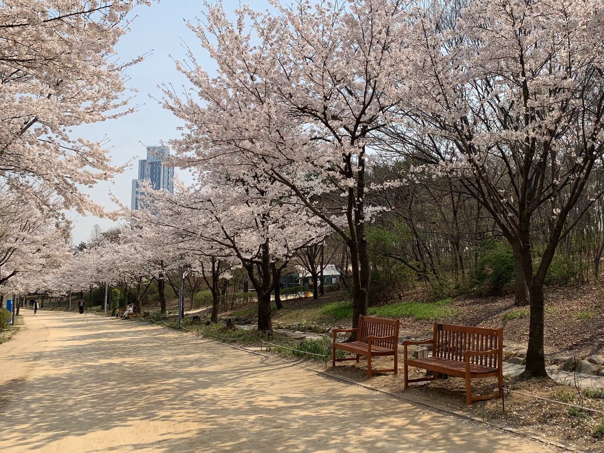 MyDear_0219's tweet photo. 서울숲 벚나무길에 벚꽃과 함께 윤동벤치와 명판 설치가 완료됐어요🪑
15년동안 사용된 노후된 벤치가 윤동이의 벤치기부로 새롭게 시민들의 쉼터가 되었어요! 

야외활동이 조심스러운 시기이지만 기회가 된다면 함께 해주세요🌸✨ 

#LOVESOME_0219
#서로의_온기속_이손을_놓지마
#김윤동 https://t.co/tvD85CyEhw