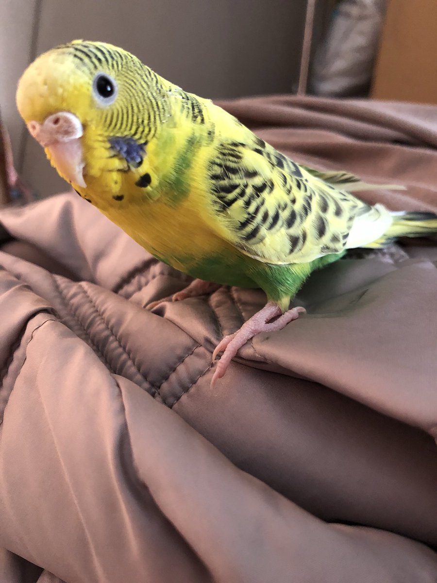 やょにゃんこ Kyomo 0911 Twitter